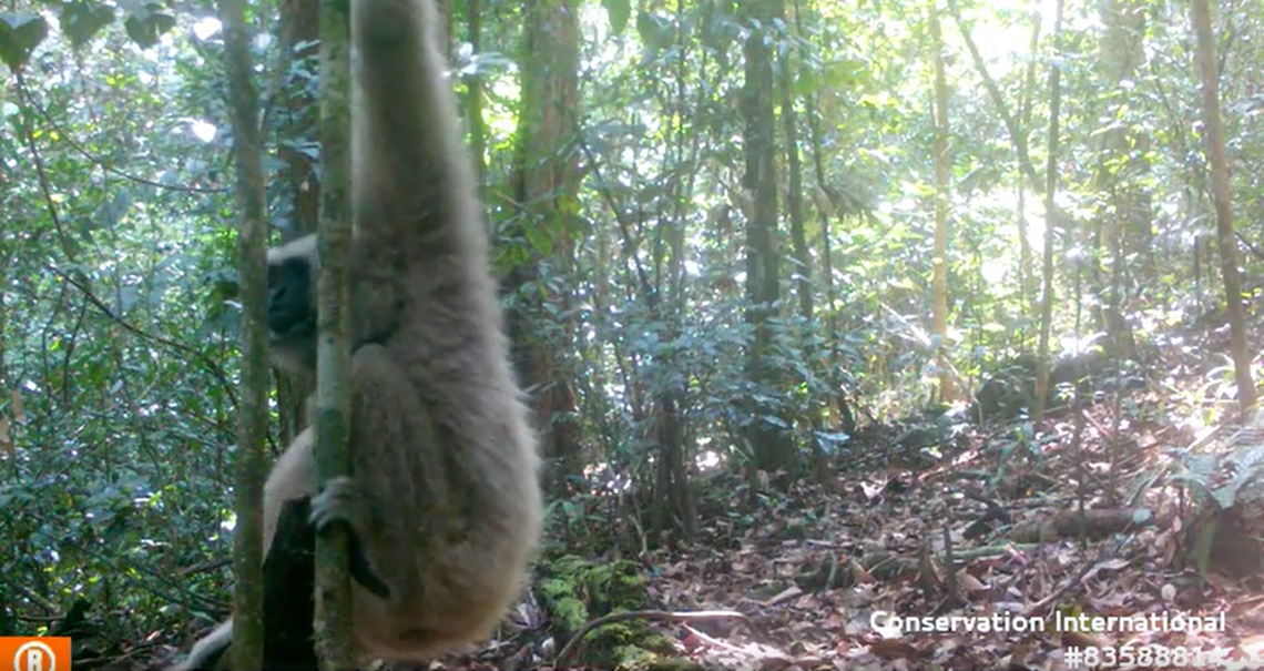 A pileated gibbon swinging along some low branches in the Cardamom Mountains.