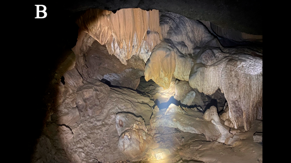 Researchers believe the bats played a role in the distribution of the new cave-dwelling species, according to the study.