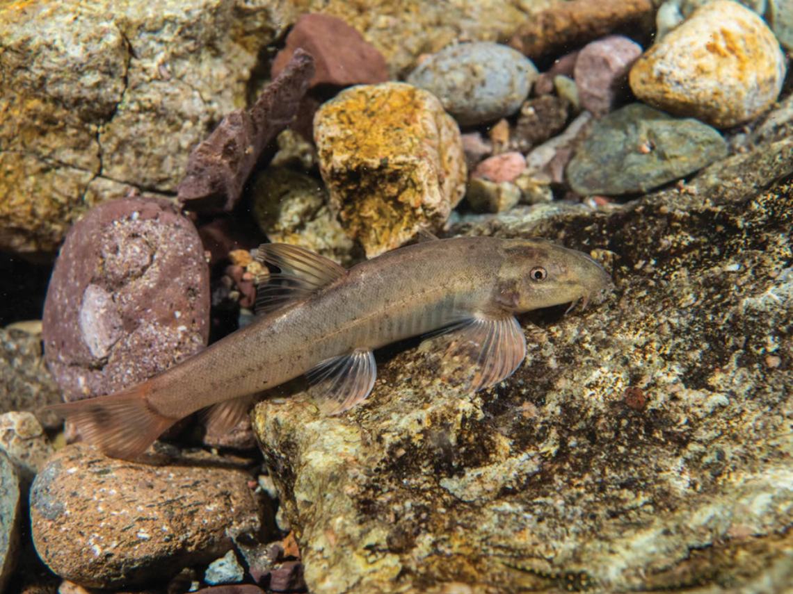 A Formosania immaculata, or immaculate loach, near some rocks.