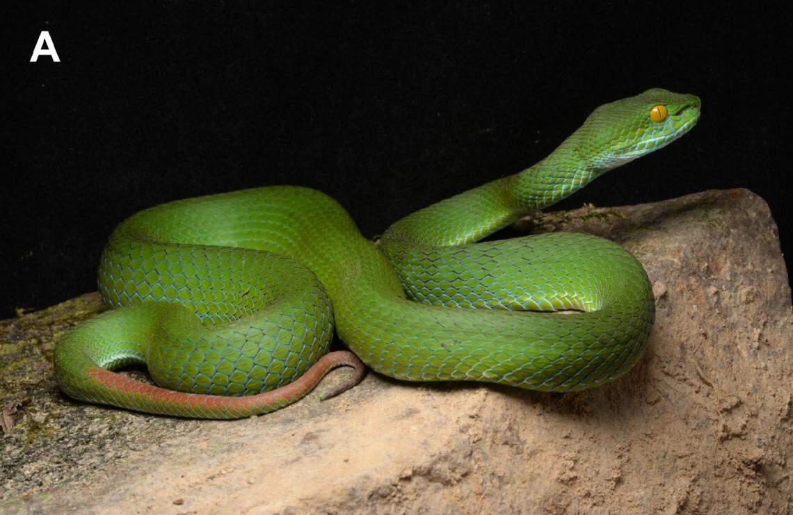A Trimeresurus cyanolabris, or blue-lipped green pit viper.