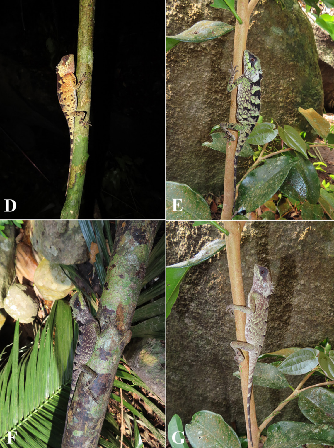 Several Acanthosaura cuongi, or Cuong’s horned tree lizards, seen on trees.