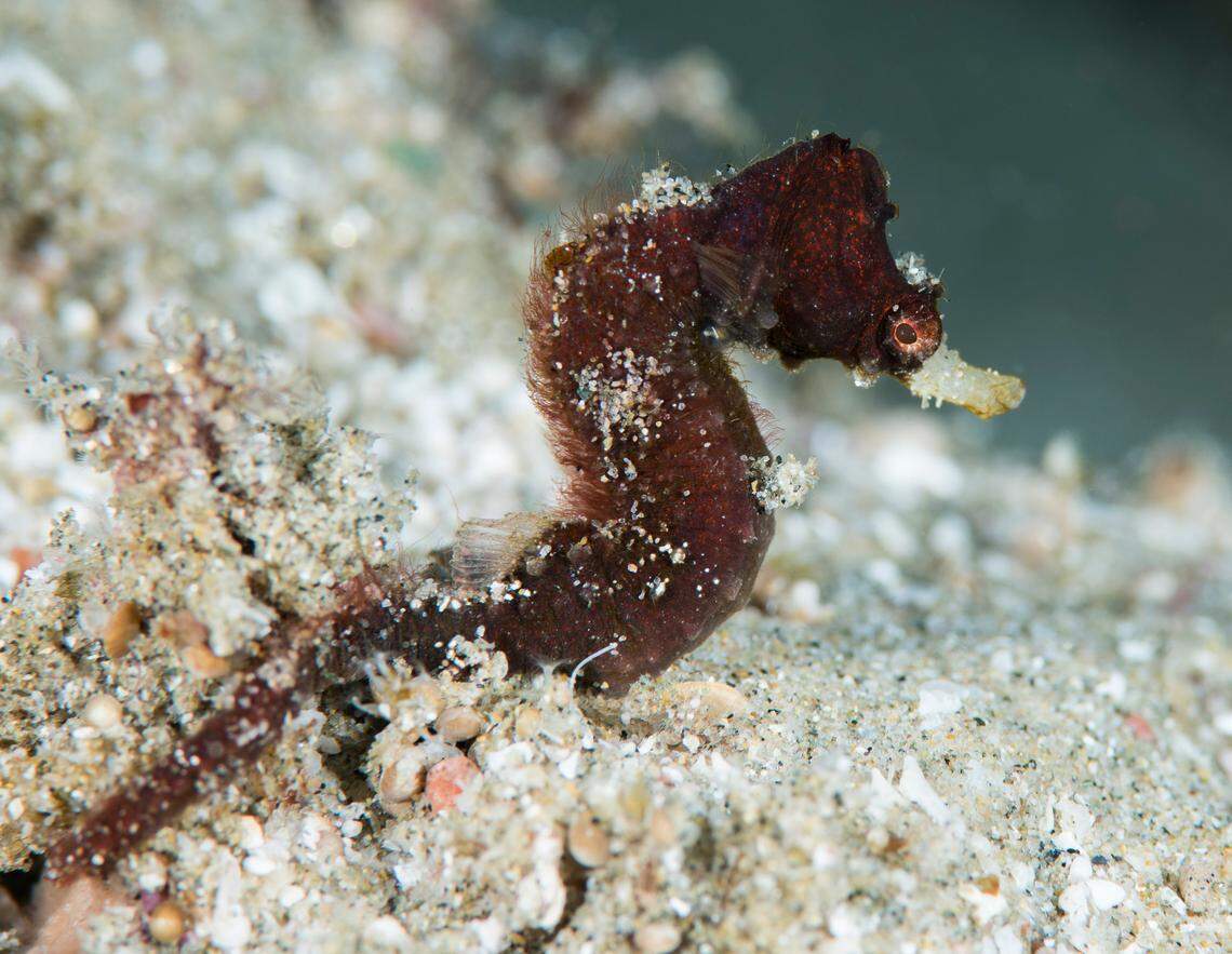 A Cylix nkosi, or Sodwana pygmy pipehorse.