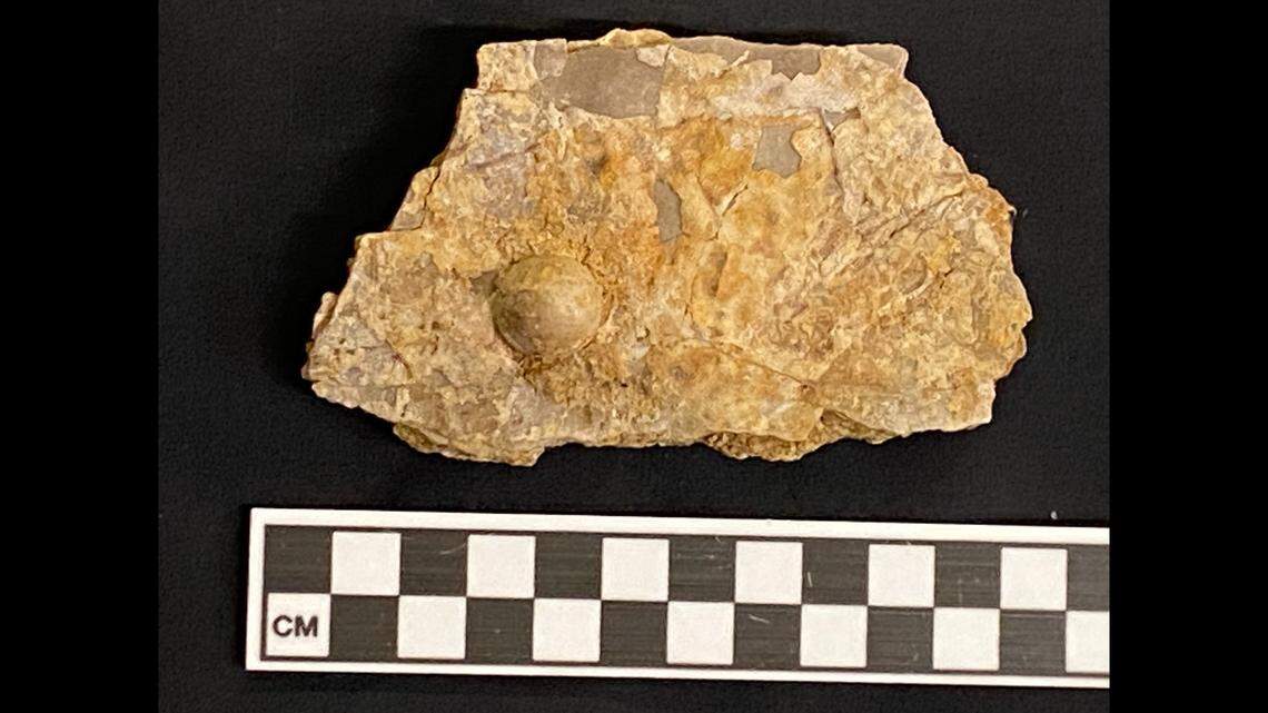 The pearl, discovered at a fossil quarry in Richmond, Australia, is estimated to be 100 million years old.