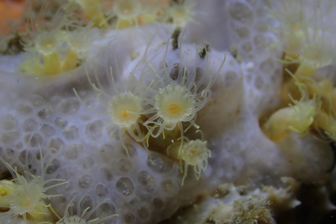 A Parazoanthus franciscae, or Francisca’s cluster anemone, as seen up close.