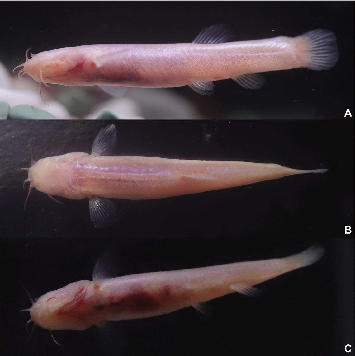 A Karstsinnectes daxinensis, or Daxin Chinese karst loach, seen from the side, top and bottom.