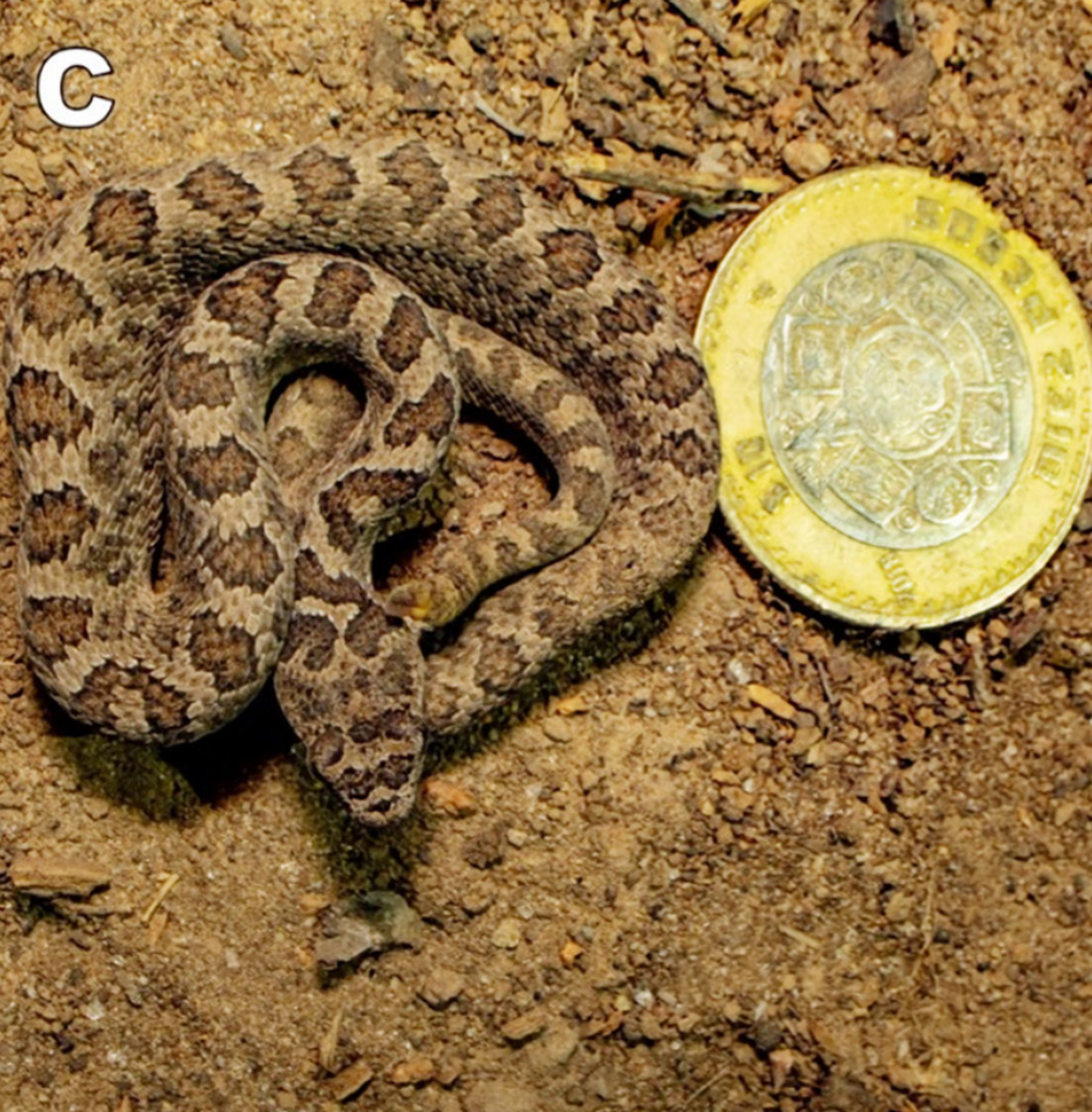 The Mexican small-headed rattlesnake, or Crotalus intermedius, next to a 10 pesos coin.