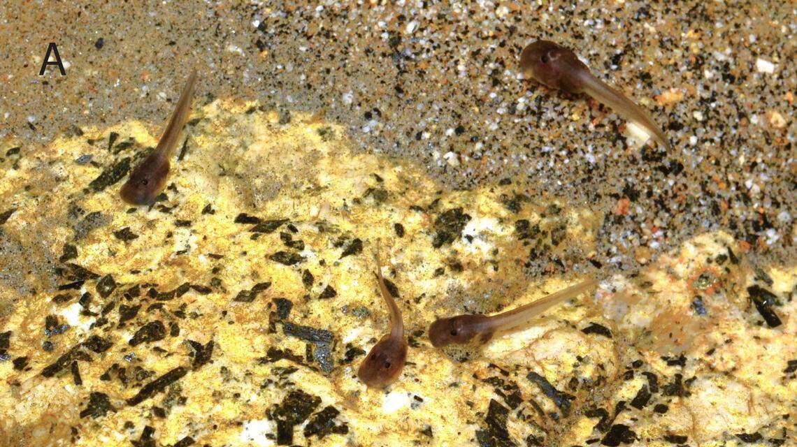 Several tadpoles of the Mesilau stream toad, or Ansonia guibei.