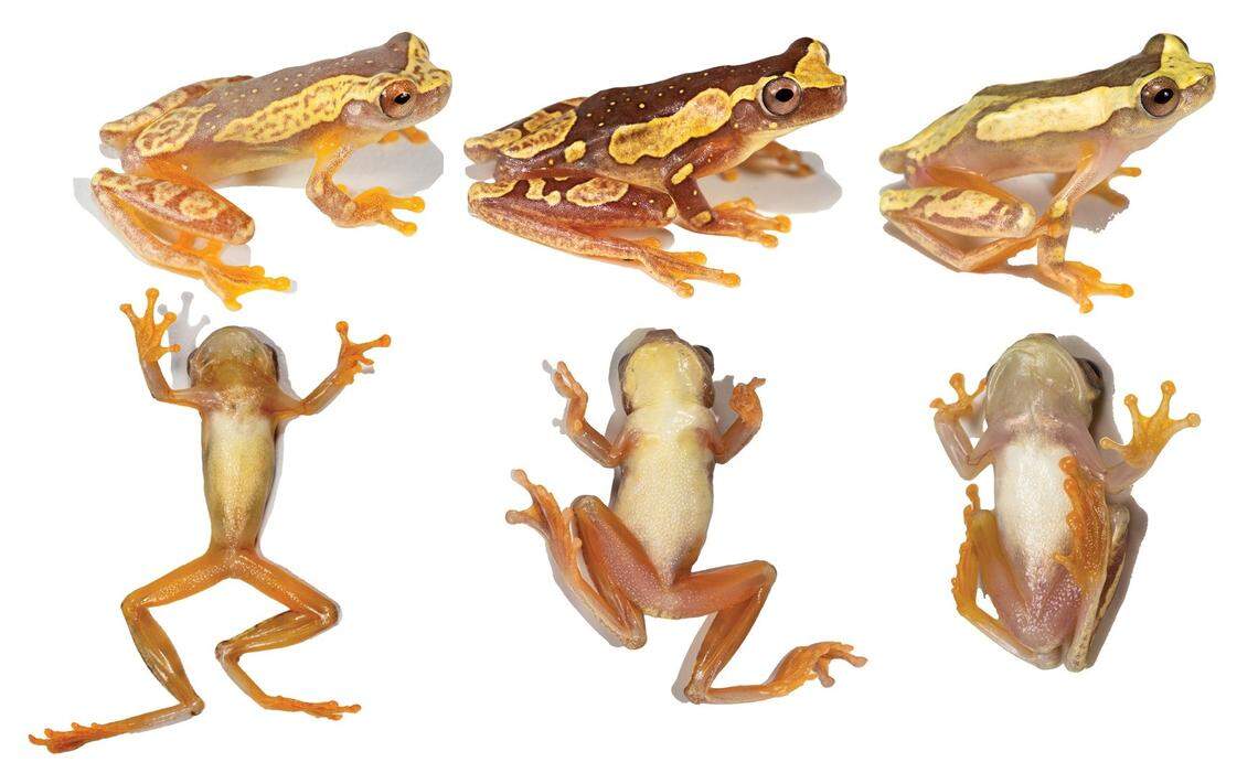 Several Dendropsophus cannatellai, or Cannatella’s tree frogs, as seen from above and below.