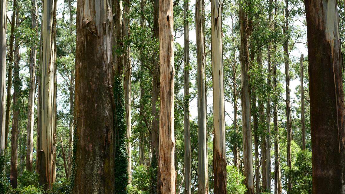 A southern myotis microbat was recorded for the first time in Australia’s Illawarra Lowland Grassy Woodlands, experts said.