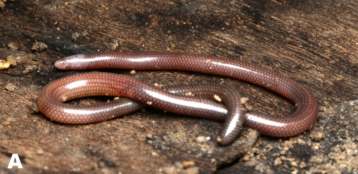 A Dibamus tropcentr, or Ninh Thuận blind skink, on a piece of wood.