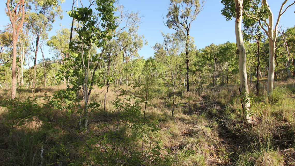 Scientists found “slender” woodland animals licking tree sap in Australia and discovered a new species, a study said.
