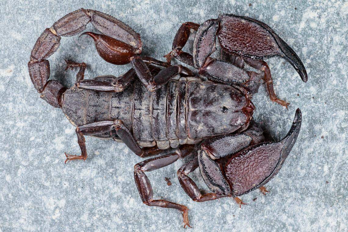 A Scorpiops matthewi, or Matthew’s resemblant scorpion.