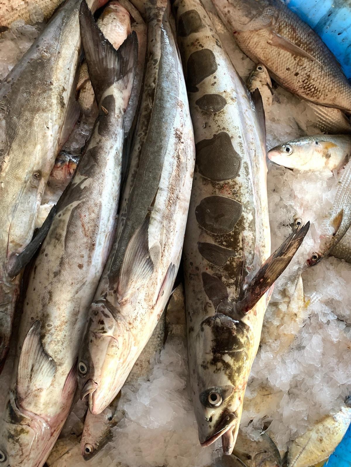 Un Rachycentron makranesis, o Makran cobia, entre dos Rachycentron blochii, o cobia manchada.