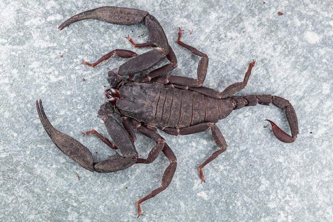 A Scorpiops deshpandei, or Deshpande’s resemblant scorpion.