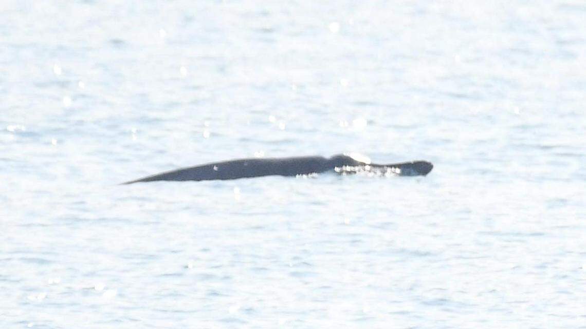 A deep-diving sea animal surfaced near a boat of sightseers off the coast of New Quay, Wales. Photos show the rare, “lost” visitor.