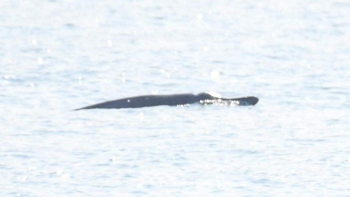 A deep-diving sea animal surfaced near a boat of sightseers off the coast of New Quay, Wales. Photos show the rare, “lost” visitor.