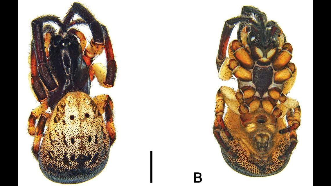 A female Venomius tomhardyi.