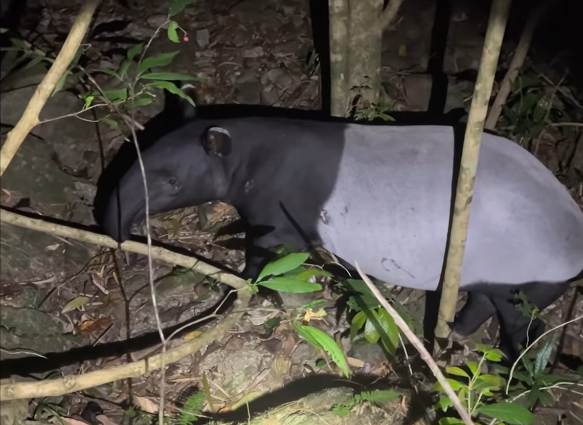 The Malayan tapir seen in Si Phang Nga National Park by wildlife rangers.