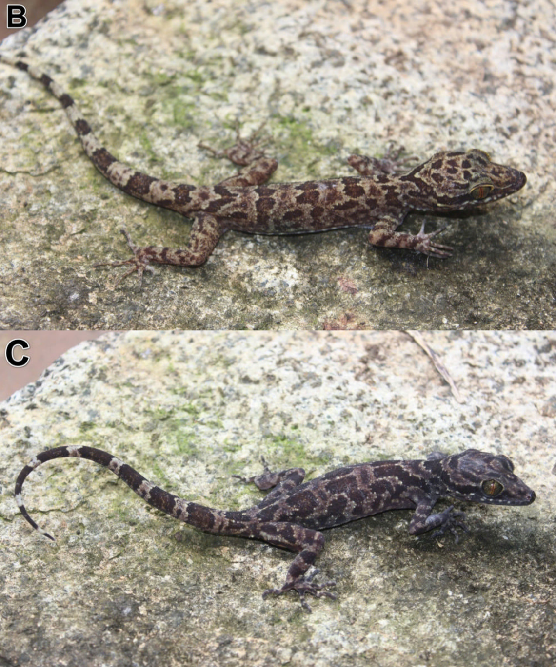 Two more Cyrtodactylus chuyangsinensis, or Chuyangsin bent-toed geckos.