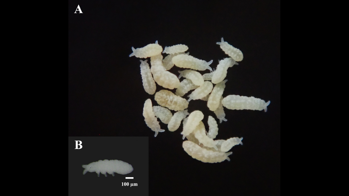 Live specimens of Paranura nakamurai and a specimen in preservation.