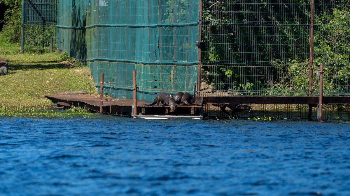 Conservationists released a family of “Argentina’s top aquatic predator” for the first time since the species went considered locally extinct.