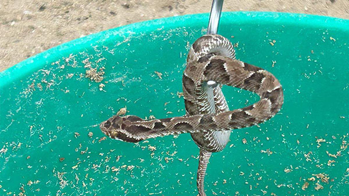 The juvenile Bothrops barnetti was rescued and showed no signs of injury, wildlife officials said.