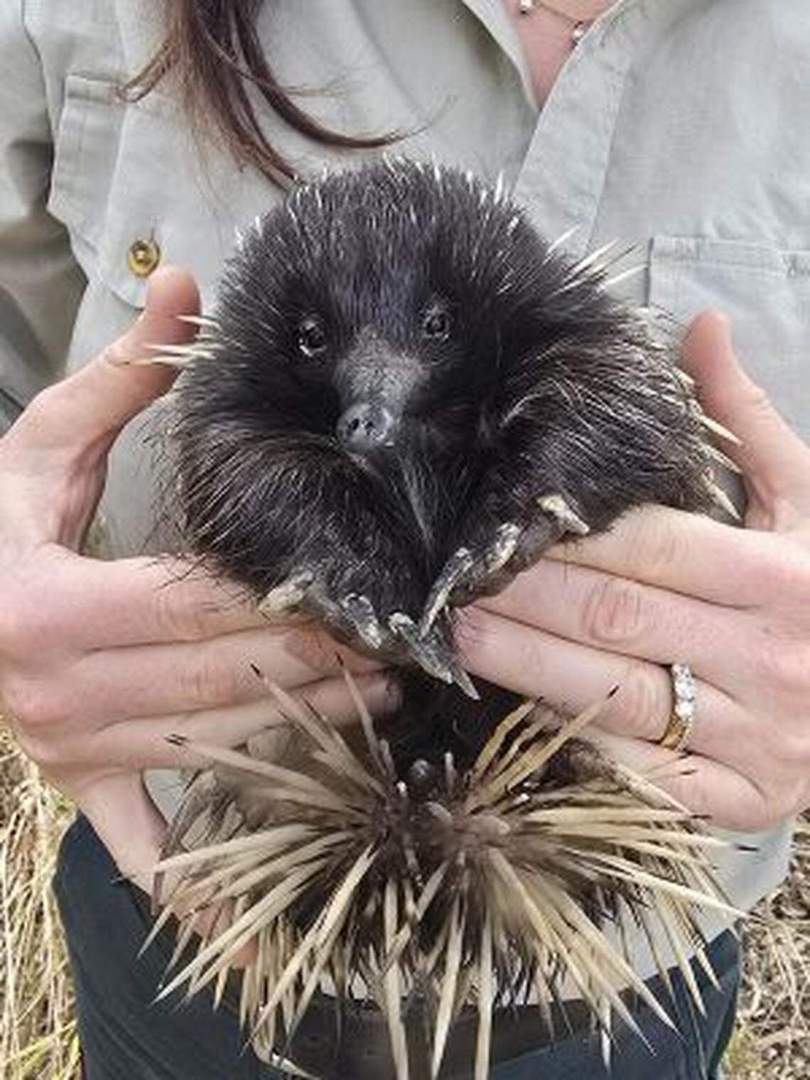 The short-beaked echidna that was stolen from Mount Archer National Park and later released.