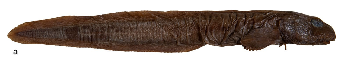An Ophthalmolycus kosmonautis, or Cosmonauts Sea eelpout.