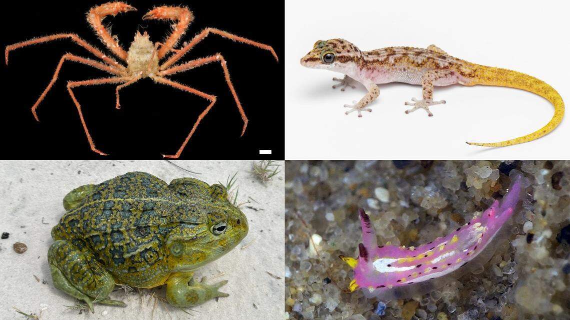 Ten scientists answer common taxonomy questions: How are new species discovered? Are the animals newly evolved? How many are left to find?