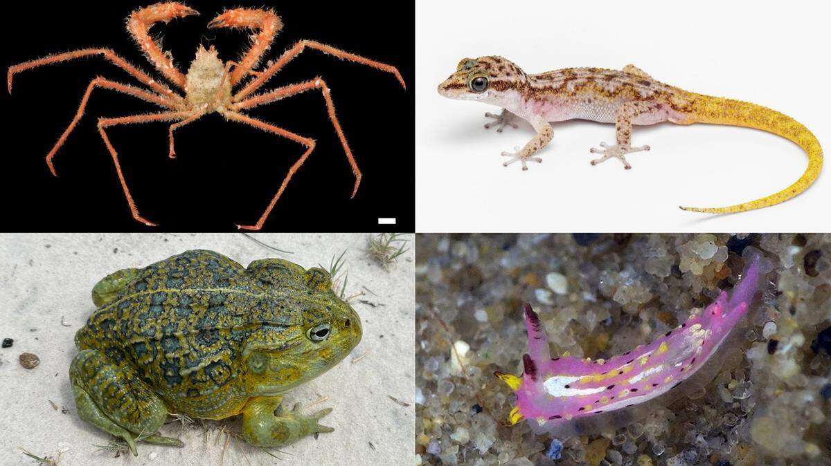 Ten scientists answer common taxonomy questions: How are new species discovered? Are the animals newly evolved? How many are left to find?