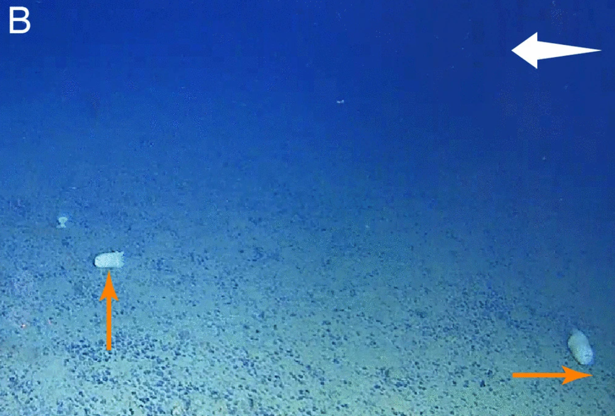 Two sea anemones seen rolling on the floor of the South Pacific Ocean in April 2024. Arrows show the direction of the animals movements (orange) and water current (white).