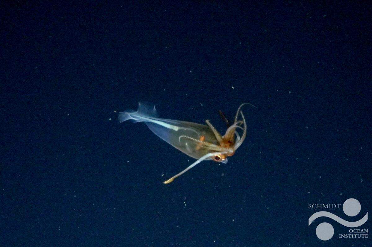 A glacial glass squid, or Galiteuthis glacialis, seen near Antarctica.