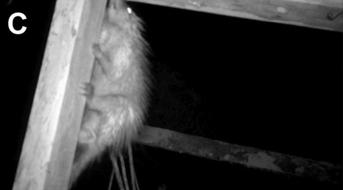 A streaked dwarf porcupine, or Coendou ichillus, seen on the artificial canopy bridge.