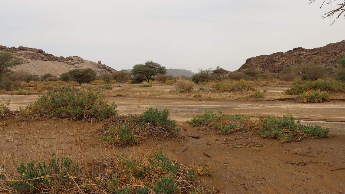 Scientists found venomous animals glowing in the desert ravines of the Majami al-Hadb protected area and discovered a new species, a study said.