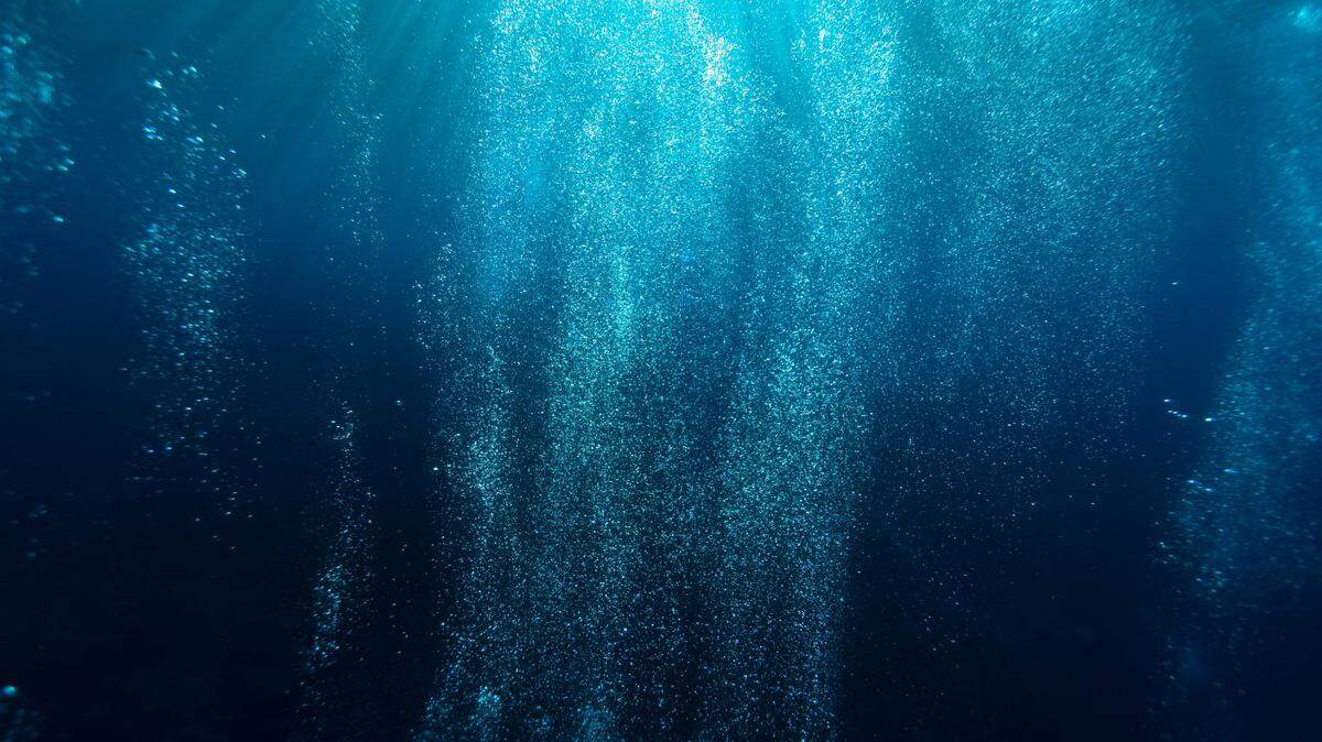 Scientists in a submarine in the South China Sea found a reddish ocean animal with over 70 feet and discovered a new species, a study said.