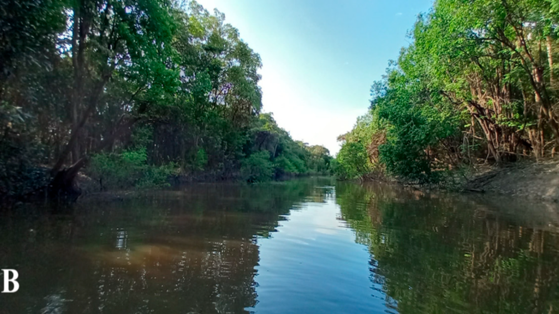 The new tetra fish species measure about half an inch long, according to researchers.