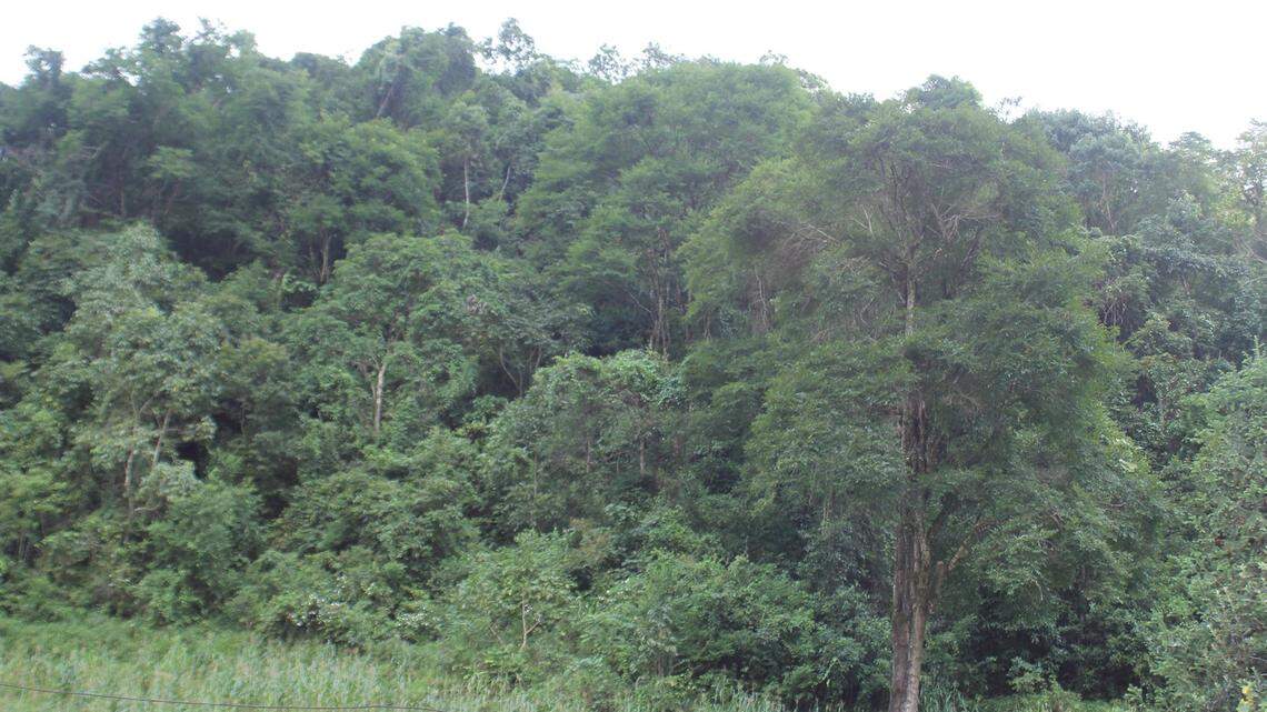 Scientists found a spiky animal lurking in cliffs and forest of Lao Cai Province and discovered a new species, a study said.