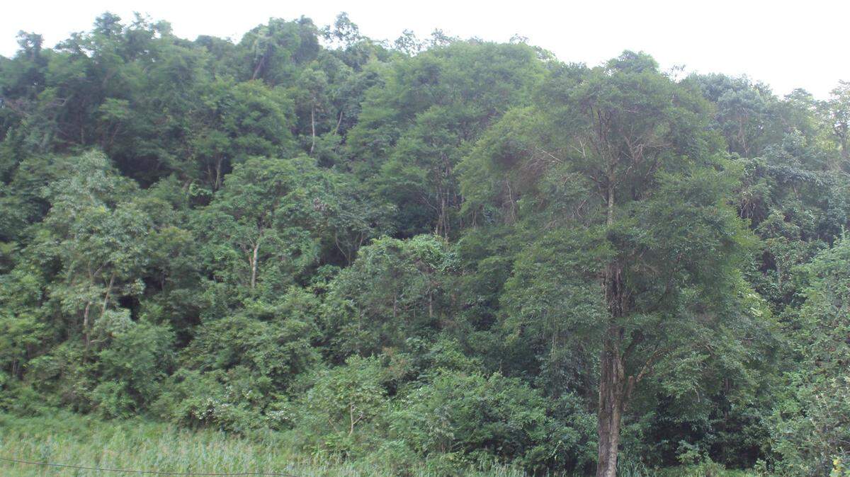 Scientists found a spiky animal lurking in cliffs and forest of Lao Cai Province and discovered a new species, a study said.