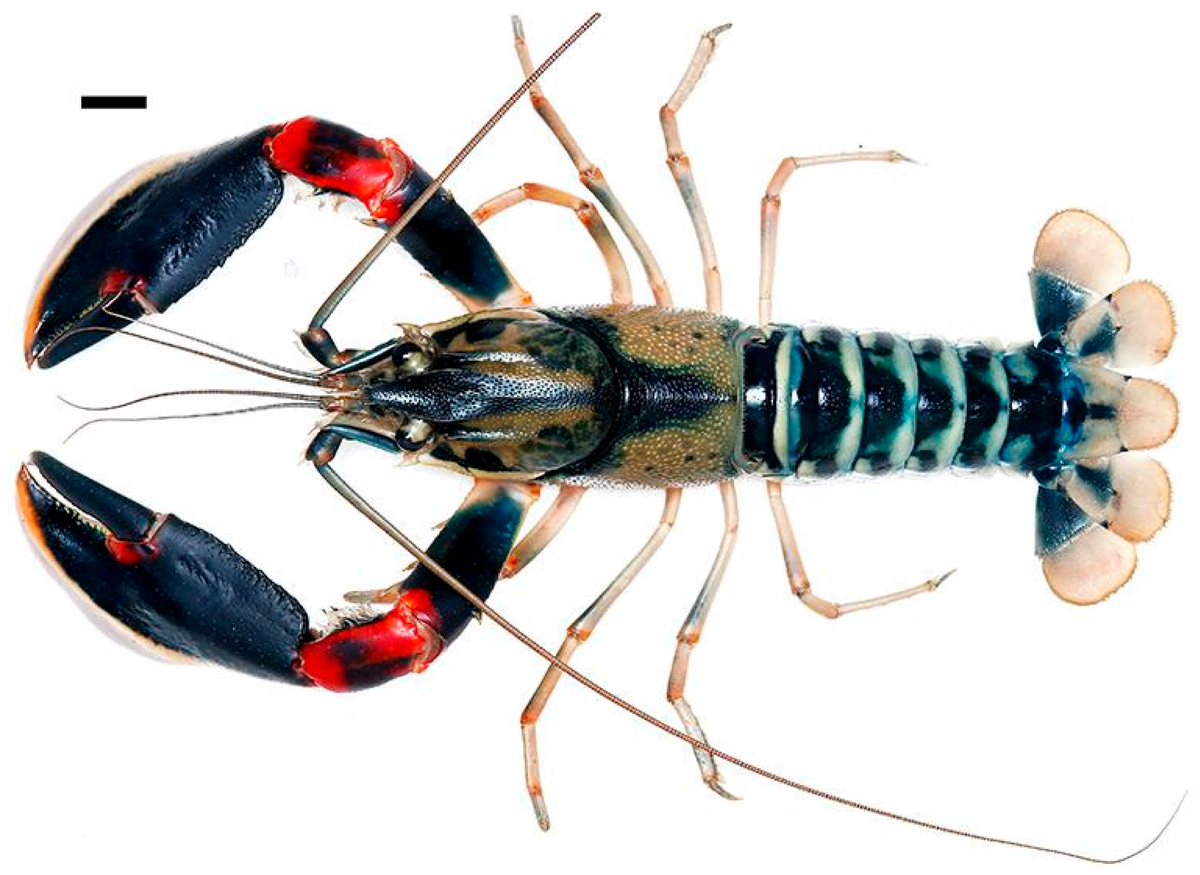 The peacock crayfish is available in the pet trade, but was just discovered as a species new to science.