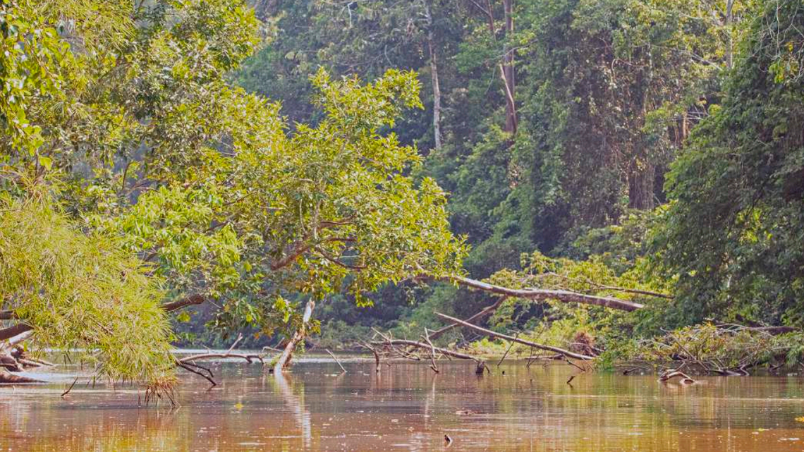 Scientists found an electric “knife”-like creature in a river of Colombia and discovered a new species, a study said and photos show.