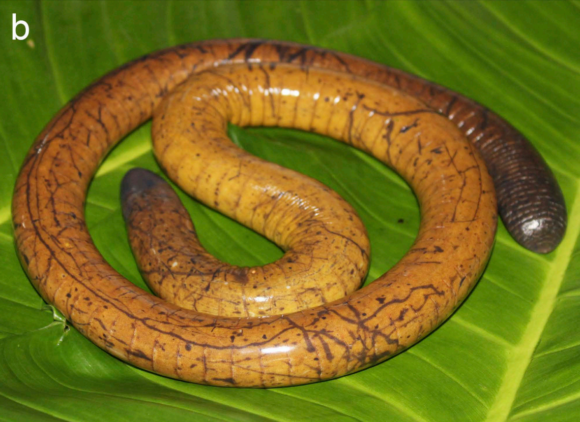 A Caecilia tesoro, or Tesoro’s caecilian.
