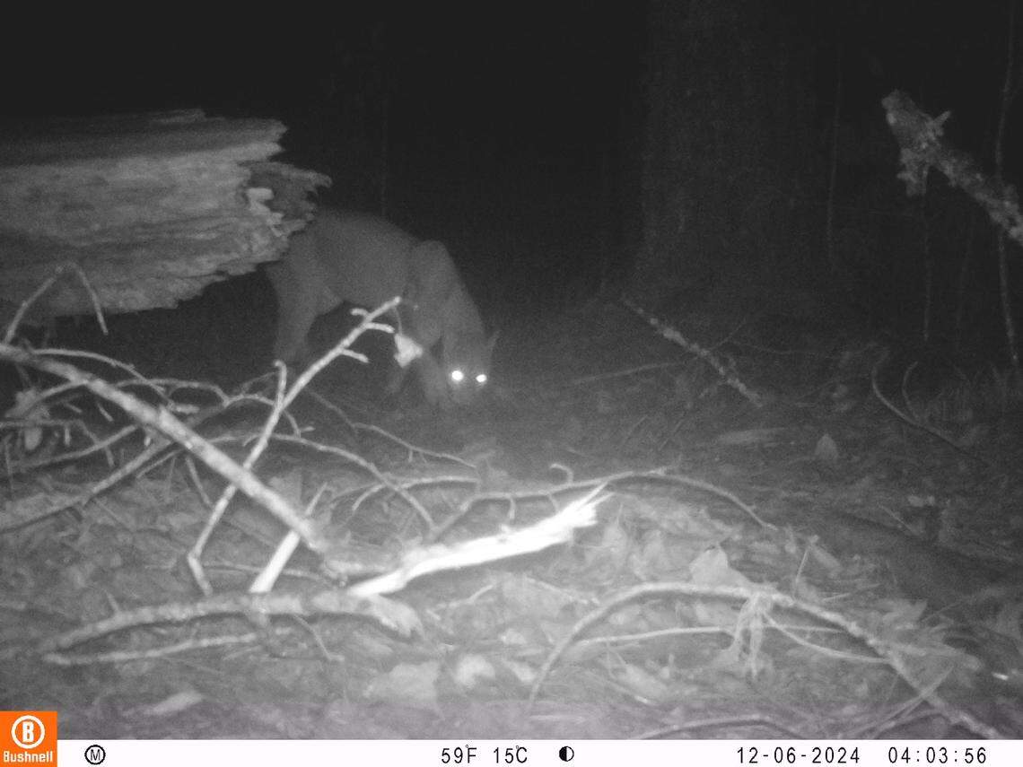 The puma seen at Cusuco National Park in December 2024.