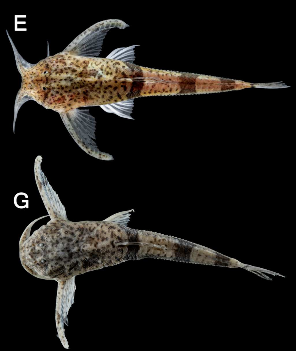 The color variation of two Ernstichthys casalinuovoi, or Casalinuovo’s banjo catfish.