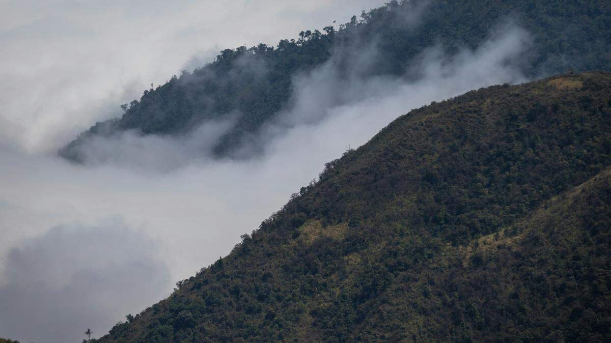 The new species was discovered in the Cerro Candelaria Reserve, an officially protected area, researchers said.