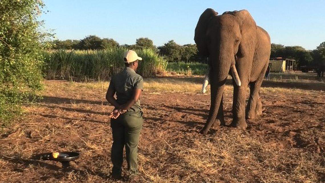 Outside of humans, this communication strategy, called goal-directed intentionality, is observed only in primates, according to a study.