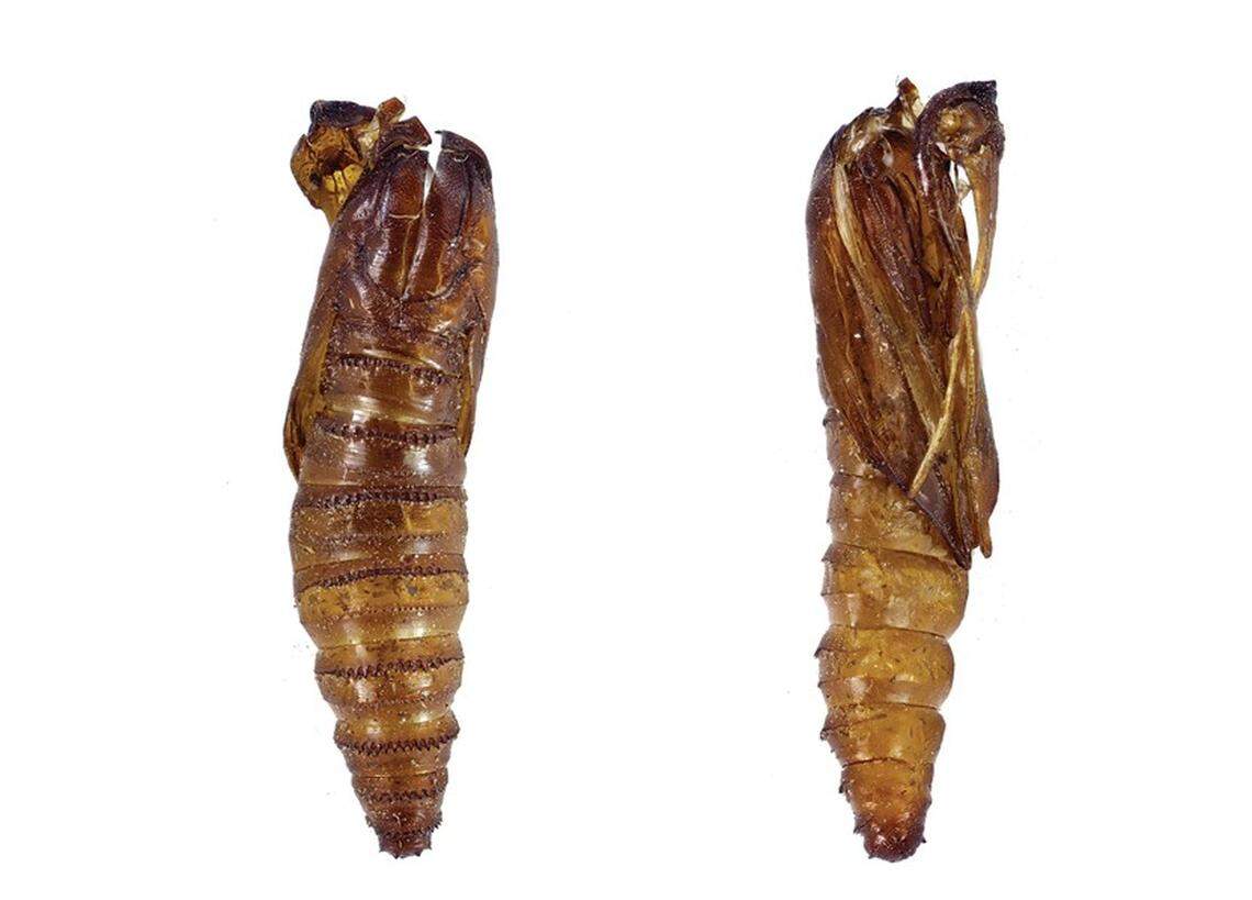 Exoskeletons left by Carmenta brachyclados, or the short-branched clearwing moth, after it matured and was found in Ashleigh Cadet’s boot bag.
