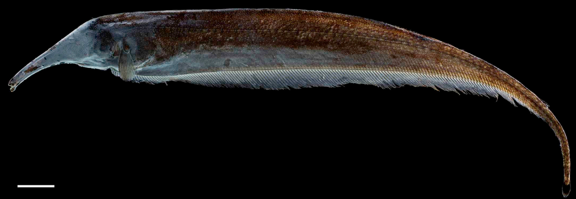 A Sternarchorhynchus guayaberensis, or Guayabero River knifefish, seen soon after being preserved.
