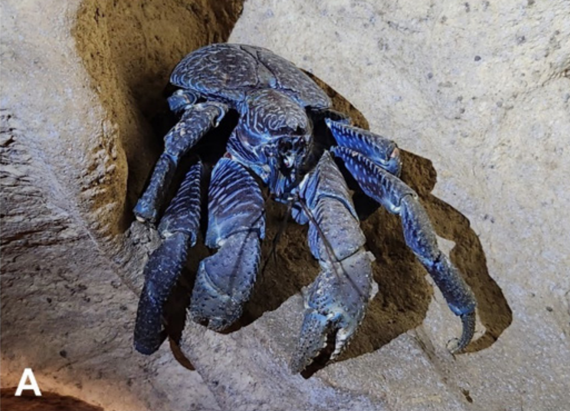 The coconut crab, or Birgus latro, seen on Car Nicobar Island in April 2024.