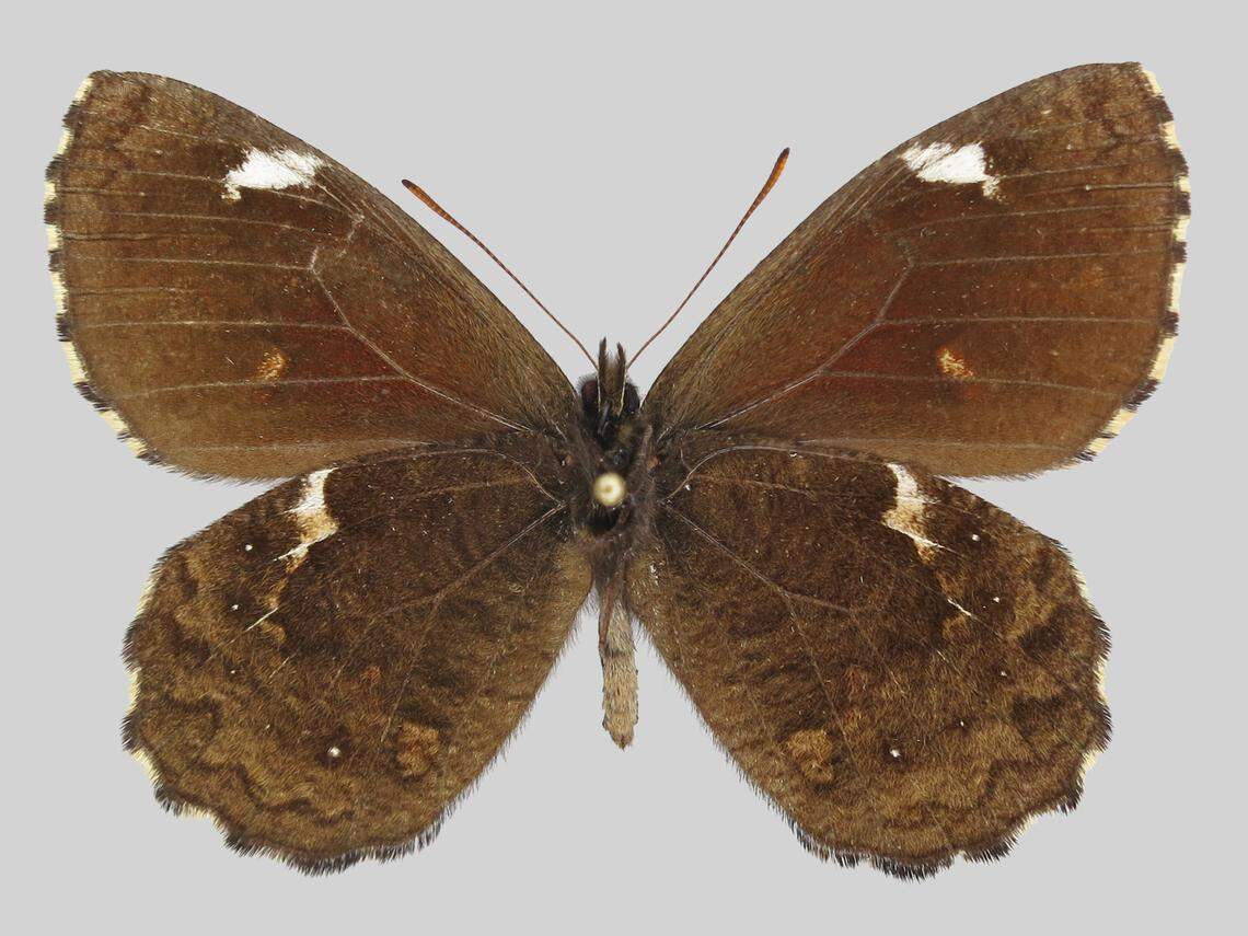 A Nivaliodes negrobueno, or Negrobueno snowy butterfly.