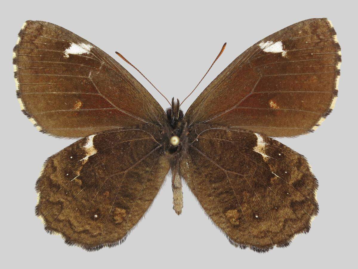A Nivaliodes negrobueno, or Negrobueno snowy butterfly.